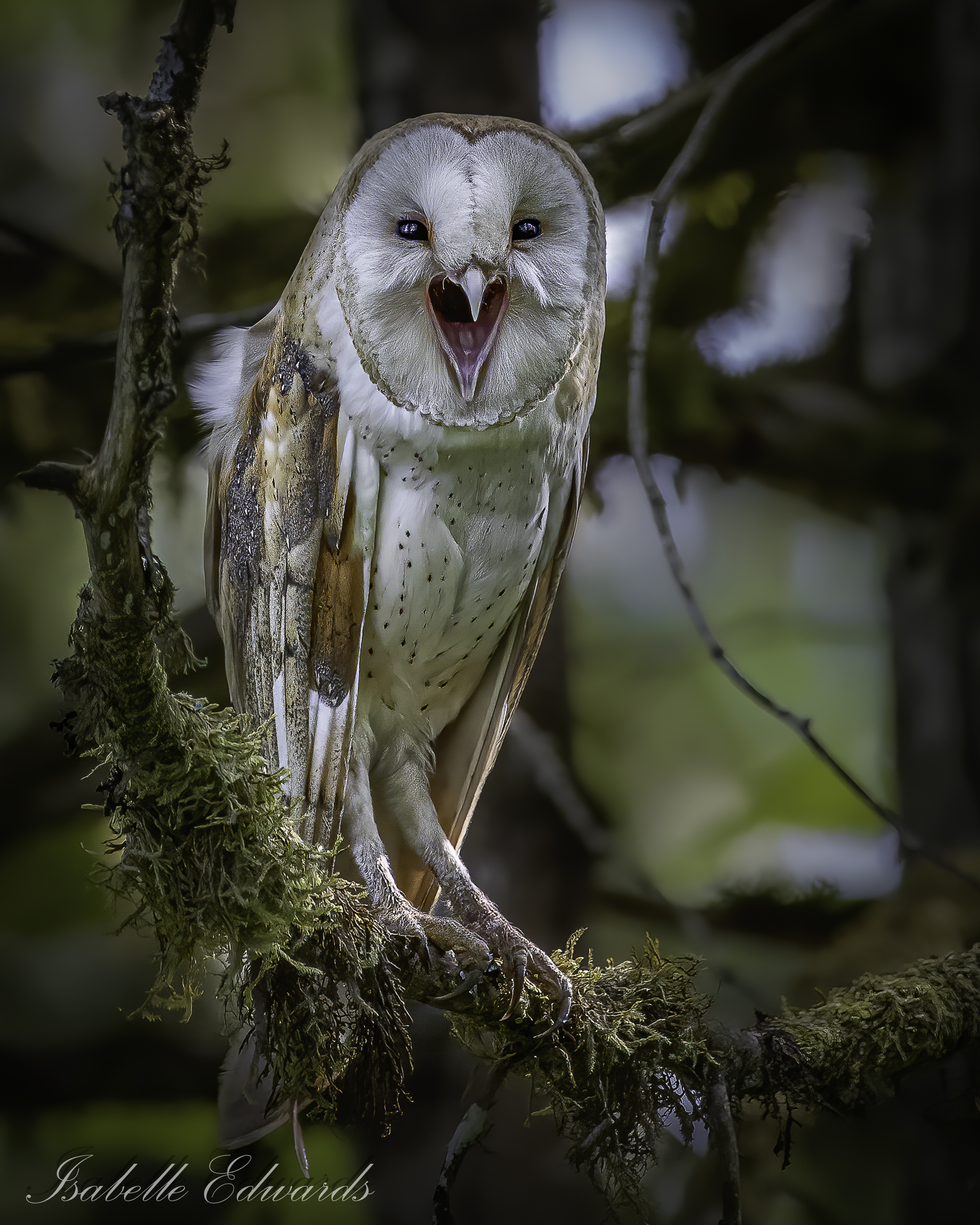 Wildlife Camera Captures the Secret Life of Barn Owls