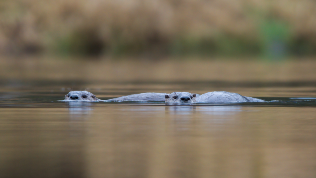 Two river otters in the water