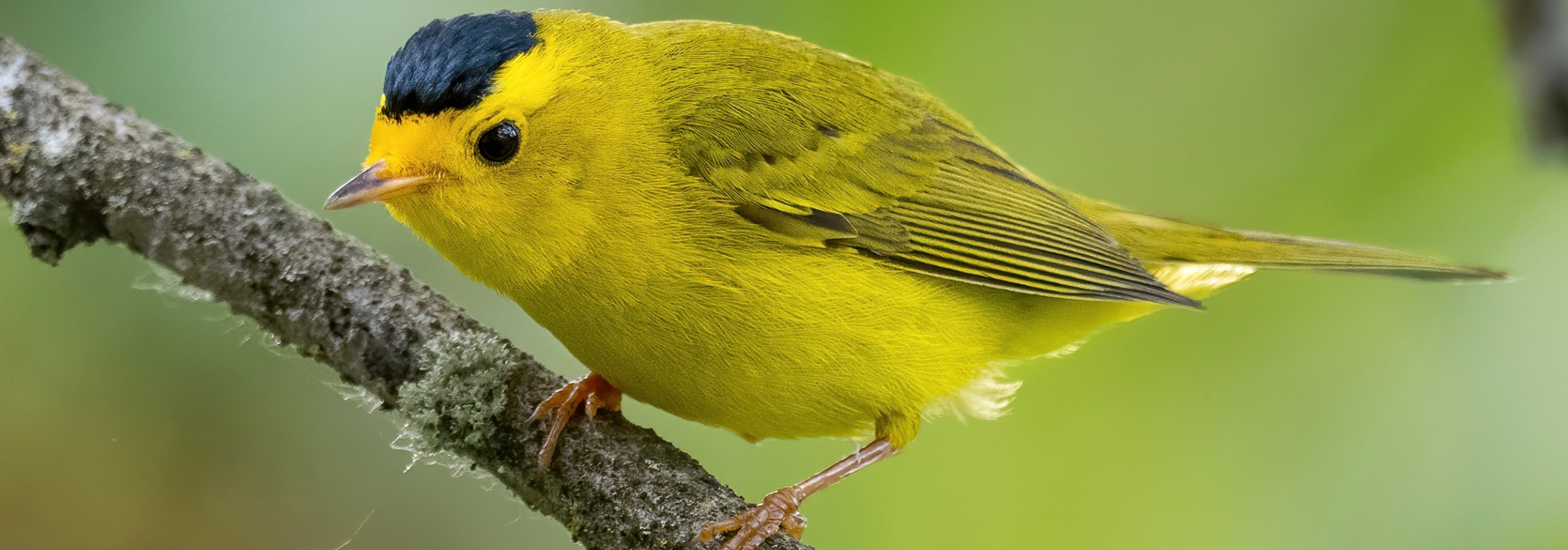 A yellow bird on a branch