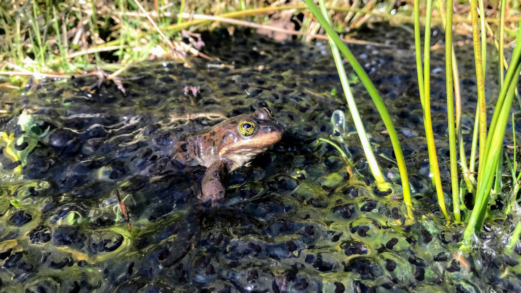 A brown and red frog in the water.
