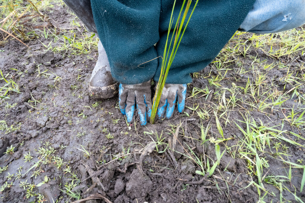 Two gloved hands planting in the mud.