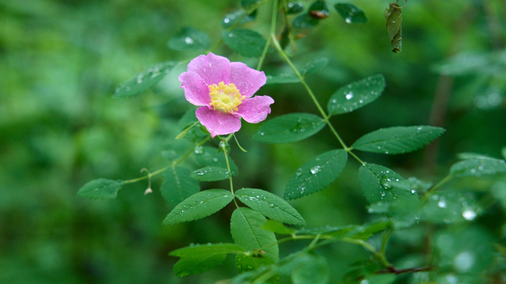 a ;pink flower surrounded by greenery